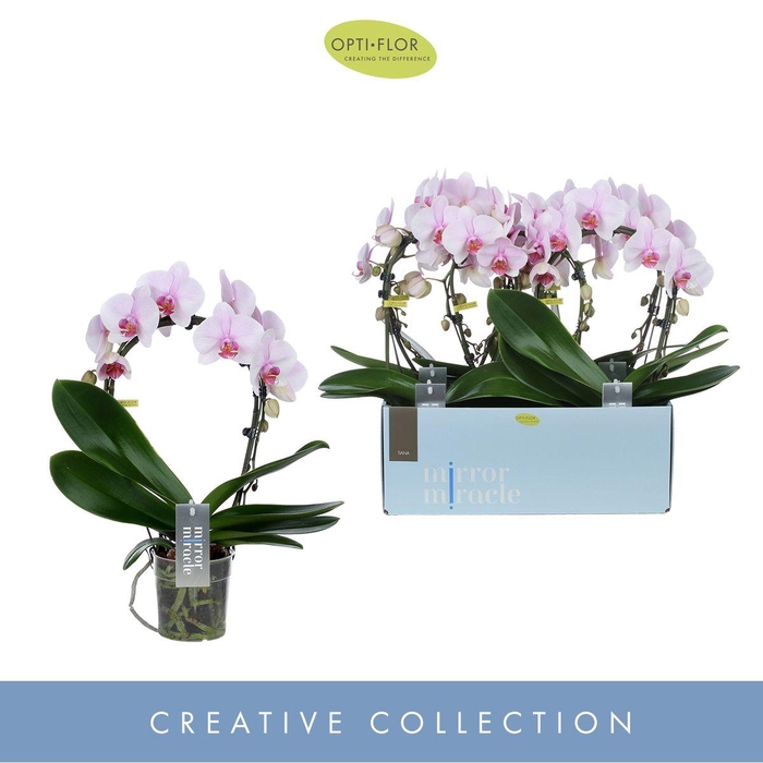 <h4>Phal Boog Tiana 2 Tak</h4>