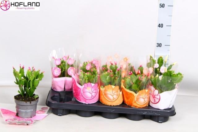 <h4>SCHLUMB GEM 3 KL</h4>