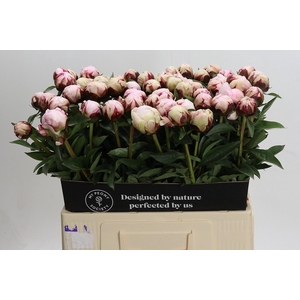 Paeonia Reine Hortense Xxl