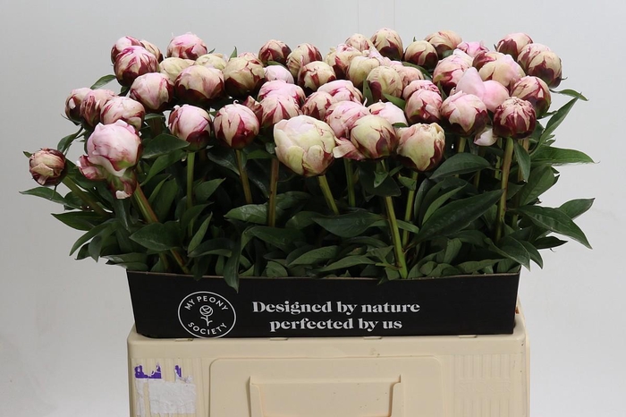 <h4>Paeonia Reine Hortense XXL</h4>
