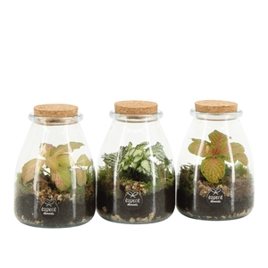 90716: Terrarium arrangement