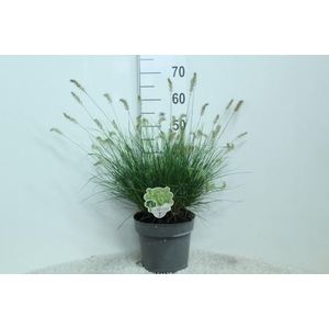 Pennisetum alopec. 'Little Bunny'