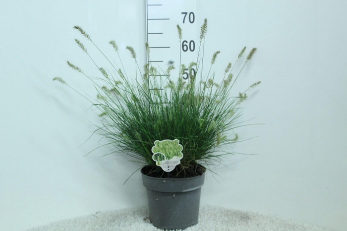 <h4>Pennisetum alopec. 'Little Bunny'</h4>