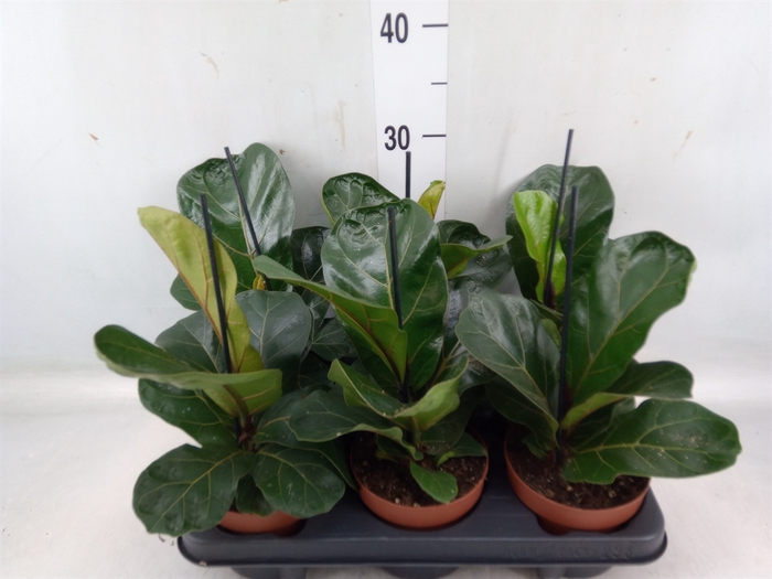 <h4>Ficus lyrata 'Bambino'</h4>