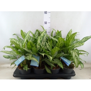 Aglaonema comm. 'Silver Queen'