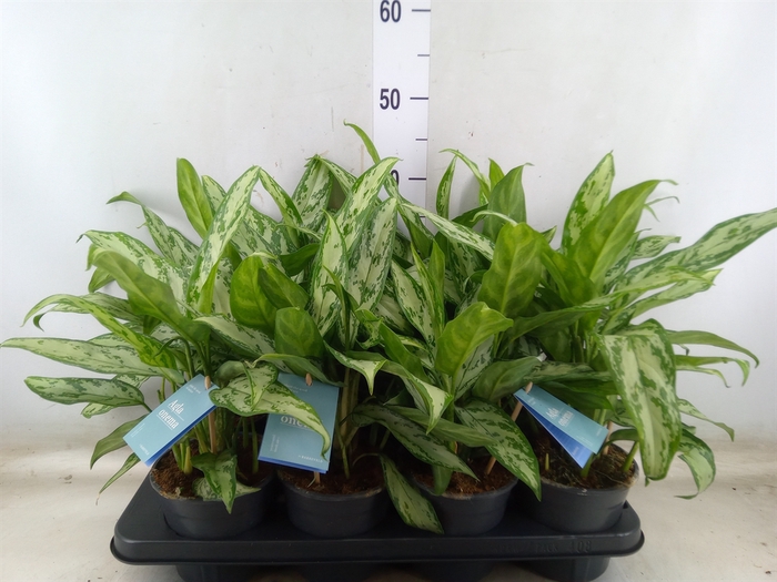 <h4>Aglaonema comm. 'Silver Queen'</h4>
