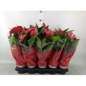 Anthurium andr. 'Success Red'