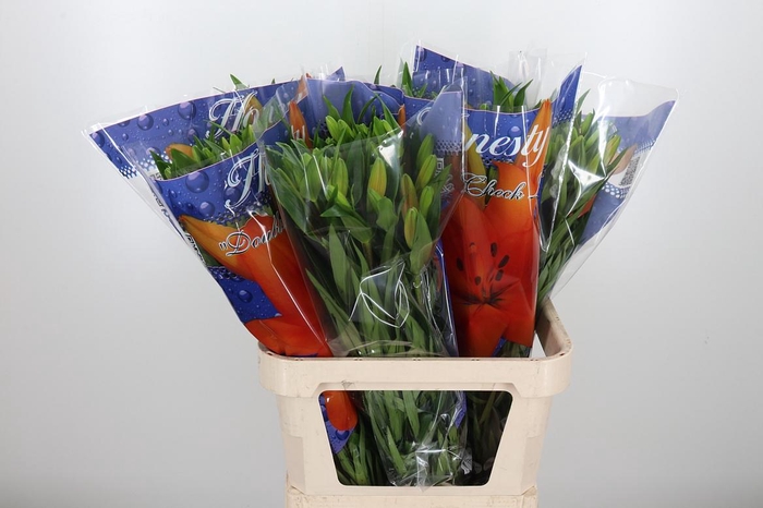 <h4>Li La Honesty</h4>