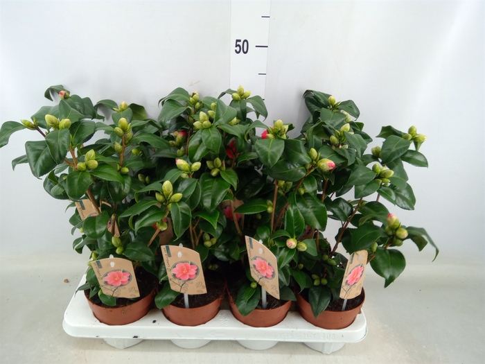 <h4>Camellia japonica 'Dr King'</h4>