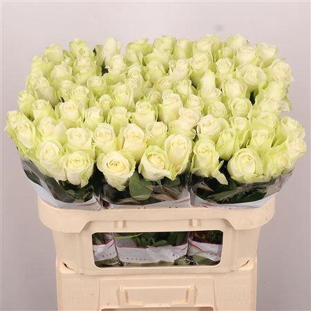 <h4>R Gr Snowstorm+</h4>