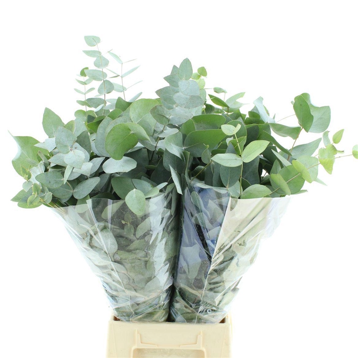 <h4>EUC CINEREA PER BOS</h4>