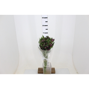ALSTROEMERIA XANADU 080 CM ROXO