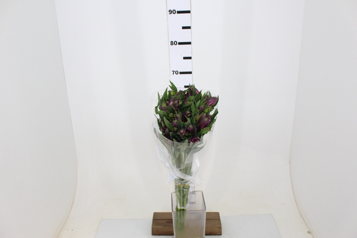 ALSTROEMERIA XANADU 080 CM ROXO