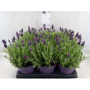 Lavandula stoec. 'Anouk'