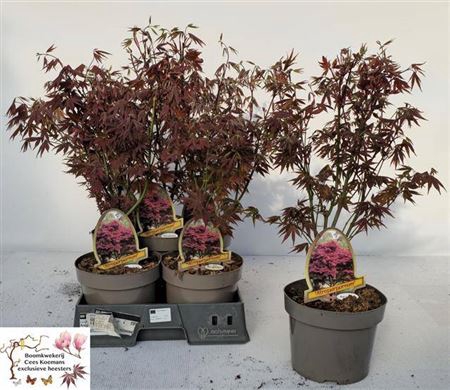 <h4>Acer Pa Atropurpureu</h4>