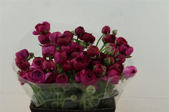 <h4>Ran El Violet</h4>