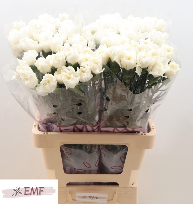 <h4>DI ST MONT BLANC</h4>