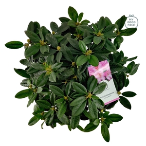 Rhododendron hybr. 'Eucharitis' C7.5 50-60
