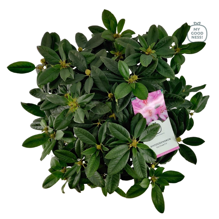 <h4>Rhododendron hybr. 'Eucharitis' C7.5 50-60</h4>