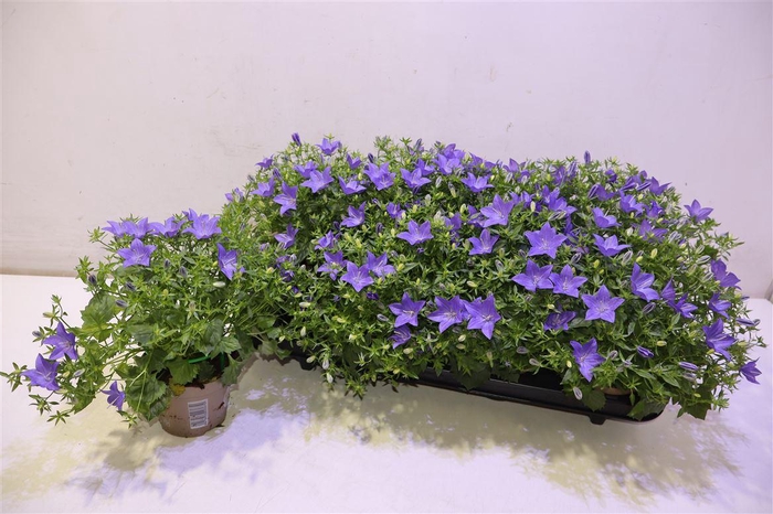 <h4>arr8 Camp Is Napoli</h4>