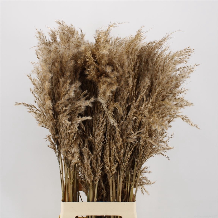 <h4>CORTADERIA   ... PAMPAS NATURAL</h4>