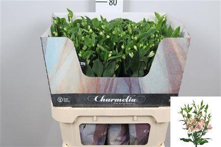 <h4>Alstroemeria flor. 'Charmelia'</h4>