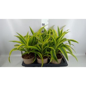 Dracaena fr de 'LemonLime'
