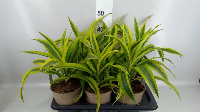 <h4>Dracaena fr de 'LemonLime'</h4>