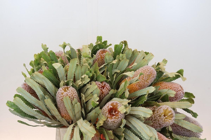 <h4>Banksia Burdettii</h4>