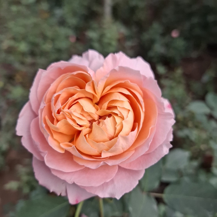 <h4>Rosa Garden Julietta</h4>