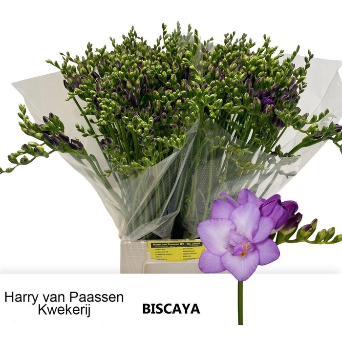 <h4>Fr Du Biscaya Super!!</h4>