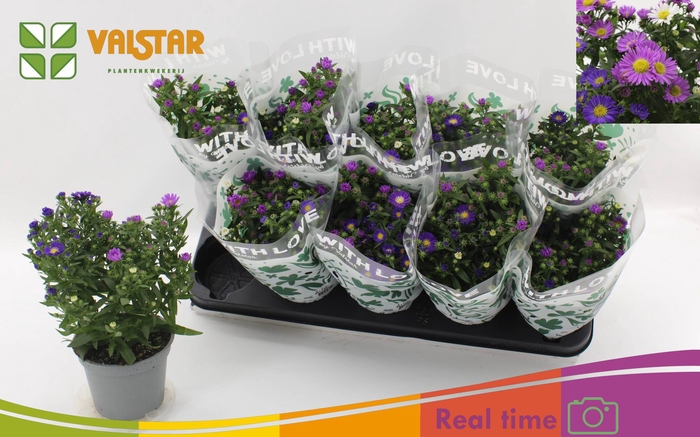 <h4>ASTER NB OV</h4>