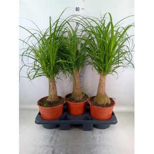 Beaucarnea recurvata