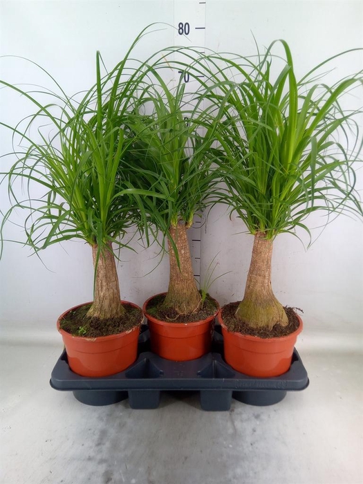 <h4>Beaucarnea recurvata</h4>