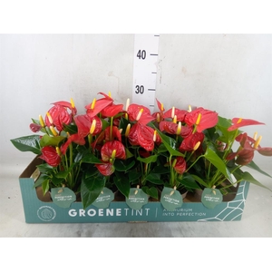 Anthurium andr. 'Valentino'