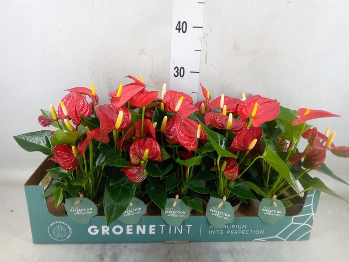<h4>Anthurium andr. 'Valentino'</h4>