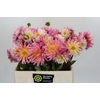 Dahlia Pink