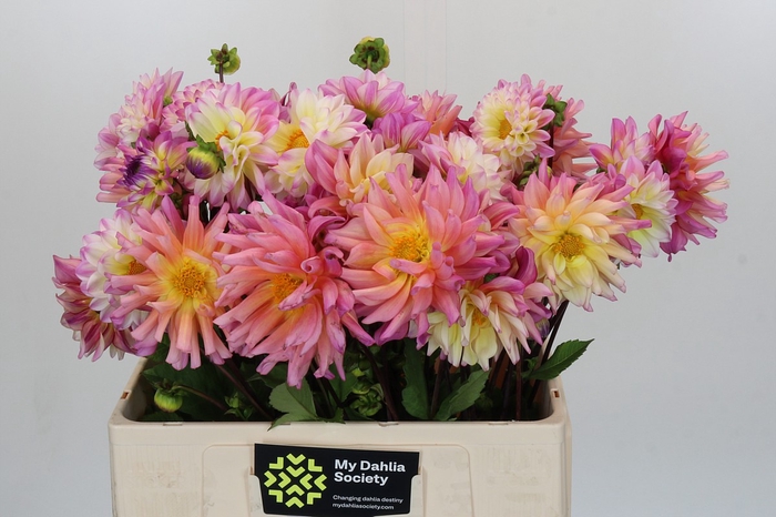 Dahlia Pink