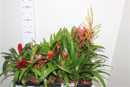 <h4>Bromelia Gem 14 Srt</h4>