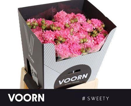 <h4>R Tr Sweety</h4>