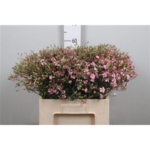 Saponaria Pink