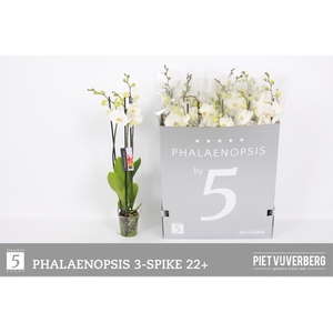 PHAL OV WIT