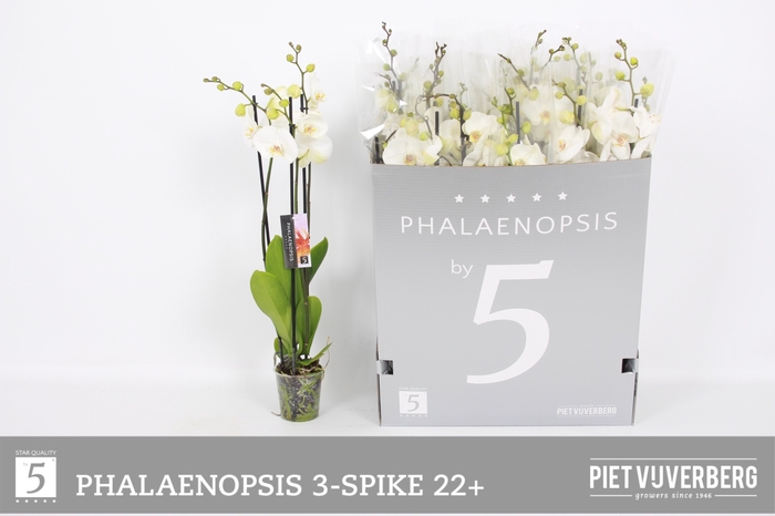 <h4>PHAL OV WIT</h4>