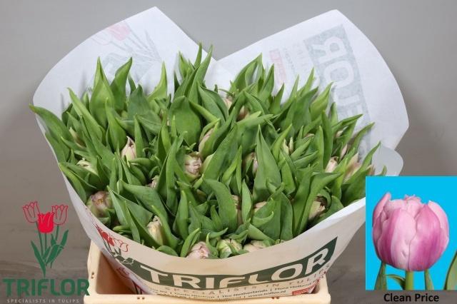 <h4>TU DU CLEAN PRICE</h4>