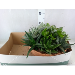 Arr.  Succulents L%