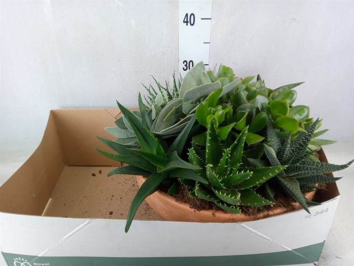 <h4>Arr.  Succulents L%</h4>