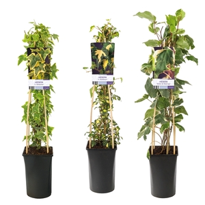 Mixtray Hedera multicolored varieties +light label