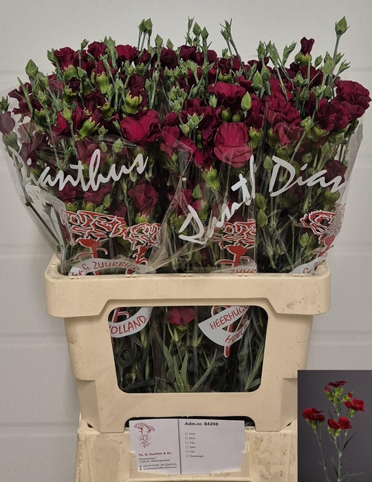 <h4>DI TE SOLOMIO MAE</h4>