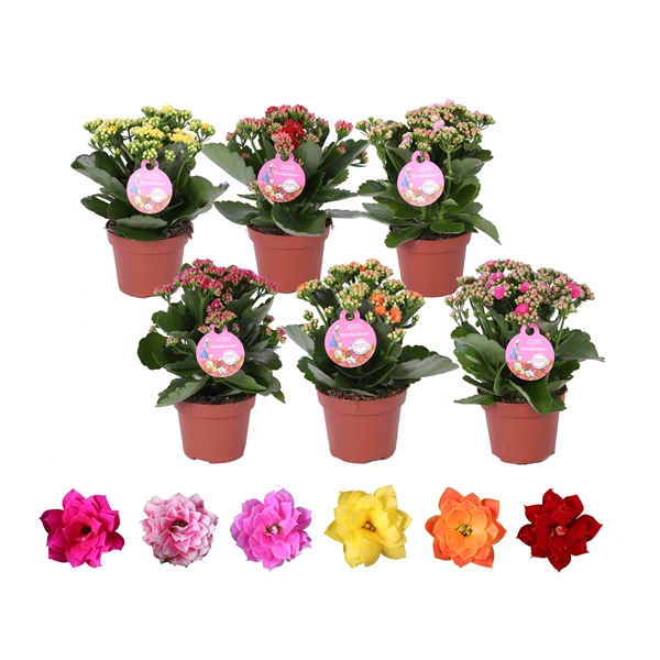 <h4>GRDN 12 MIX - Kalanchoe Gardenlina 12cm mix</h4>