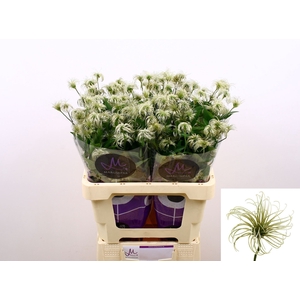 CLEMATIS DIVERSIF. 'AMAZING KIBO'